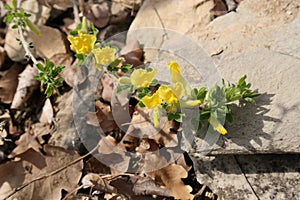 Chamaecytisus hirsutus - wild flower