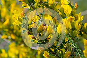 Chamaecytisus ruthenicus blooms in the wild in spring