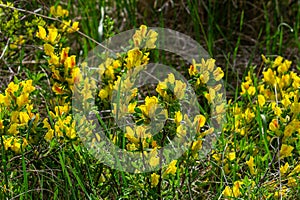 Chamaecytisus ruthenicus blooms in the wild in spring