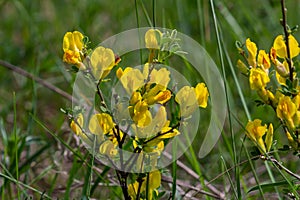 Chamaecytisus ruthenicus blooms in the wild in spring