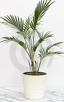 Chamaedorea cataractarum is a small attractive trunkless clumping palm in a white ceramic pot