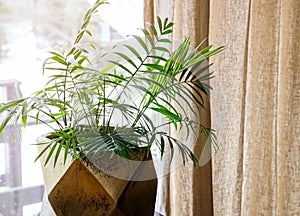 Chamaedorea elegans, the neanthe bella palm or parlour palm, is a species of small palm tree.