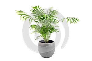 Chamaedorea Elegans in pot isolated on white background. Parlour Palm in gray flowerpot, houseplant green leaves