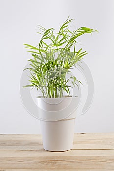 Chamaedorea elegans, a potted plant in a pot.