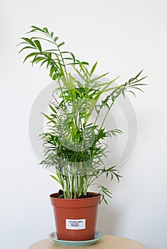 Chamaedorea elegans in a vase