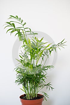 Chamaedorea elegans in a vase