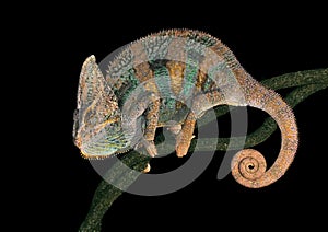Chamaeleo calyptratus (Veiled Chameleon) photo