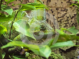 Chamaeleo calyptratus yemen chameleon behind leaves