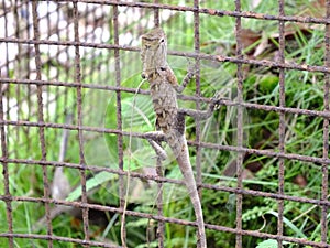 Chamaeleonidae chameleon gray colour