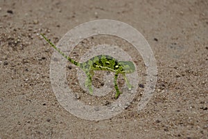 Chamaeleons, Chamaeleonidae, are highly specialized lizards