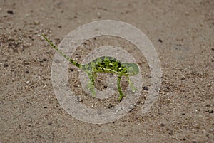 Chamaeleons, Chamaeleonidae, are highly specialized lizards photo