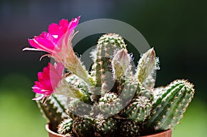 Chamaelobivia paolinae in bloom