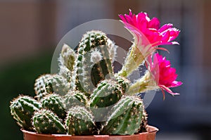 Chamaelobivia paolinae in bloom