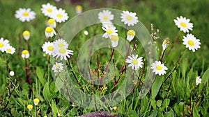 Chamaemelum fuscatum chamomiles - dogfennels daisies wild flowers in nature
