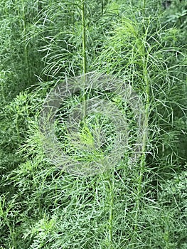 Chamaemelum nobile or Chamomile or Camomile or Whig plant.