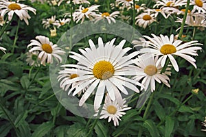`Chamaemelum nobile` commonly known as chamomile also spelled camomile. photo