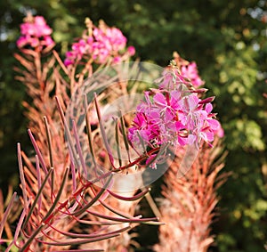 Chamaenerion angustifolium close up.