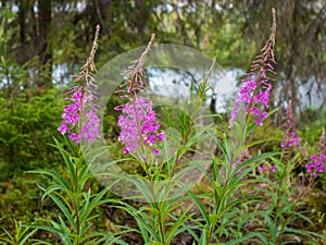 Chamaenerion angustifolium, fireweed, great willowherb, rosebay willowherb. Landscape of harsh Karelian nature