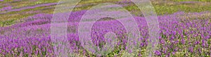 Chamaenerion angustifolium flowers field background