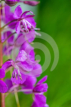 Chamaenerion angustifolium growing in mountains