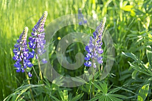 Chamaenerion angustifolium Ivan tea plant with purple flowers growing in a green grass field in Russia