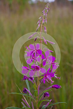 Chamaenerion angustifolium purple flowers. Fireweed plant, medical tea