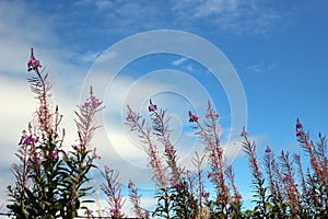 Chamaenerion angustifolium, rosebay willowherb or fireweed