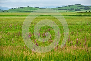 Chamaenerion field on a background of hills