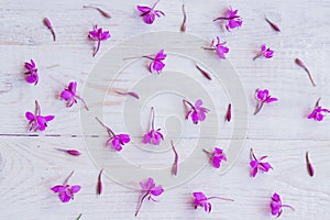 Chamaenerion flowers on white wooden background