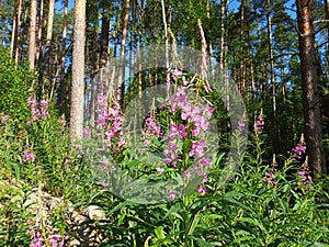 Chamaenerion purple flowers