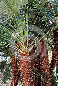 Chamaerops humilis