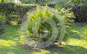 Chamaerops humilis is the only palm growing in Europe, so it is also called the European fan palm photo