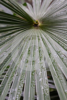 Chamaerops humilis Palm native to the Iberian peninsula Palm leaves in drops of rain. photo