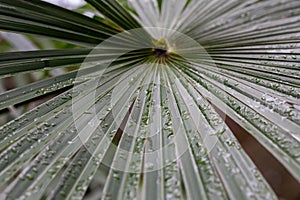 Chamaerops humilis Palm native to the Iberian peninsula Palm leaves in drops of rain. photo
