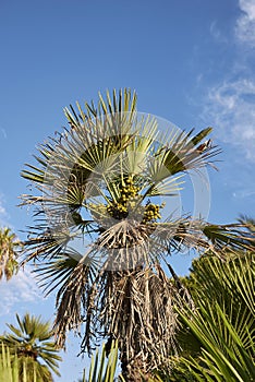 Chamaerops humilis palms
