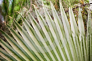 Chamaerops Humilis plant - beautiful details and texture
