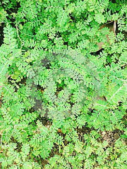 Chamber bitter, gripeweed, shatterstone, stonebreaker or leafflower in asia
