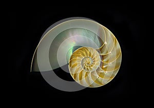 Chambered Nautilus photo