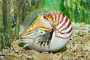 Chambered Nautilus