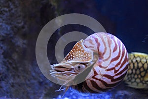 Chambered nautilus
