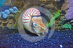 Chambered Nautilus