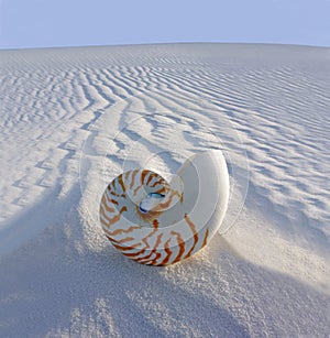 Chambered Nautilus (Nautilus