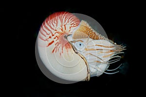The Chambered Nautilus or Nautilus pompilius photo