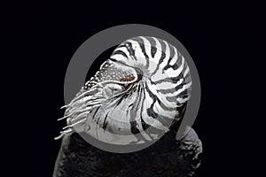 Chambered Nautilus - (Nautilus Pompilius)