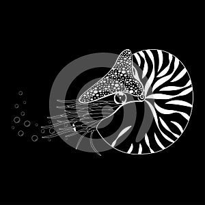 Chambered Nautilus Pompilius. Mollusc cephalopod, animal, marine. Black and white vector illustration