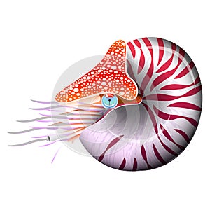Chambered Nautilus Pompilius. Mollusc cephalopod, animal, marine. Realistic vector illustration.