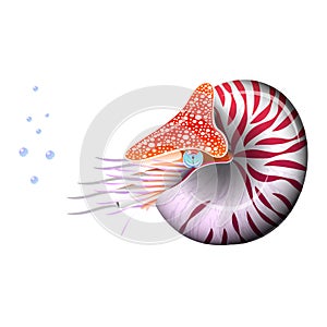 Chambered Nautilus Pompilius. Mollusc cephalopod, animal, marine. Realistic vector illustration