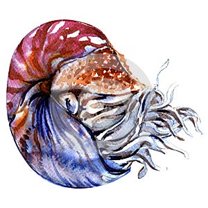 Chambered nautilus, Nautilus pompilius, pearly nautilus, shell isolated, watercolor illustration on white photo