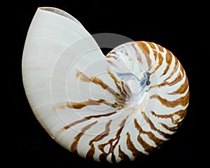 Chambered Nautilus Seashell