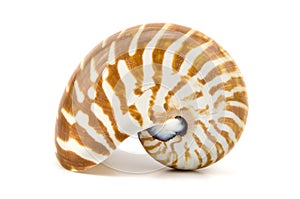 Chambered Nautilus seashell isolated on white background